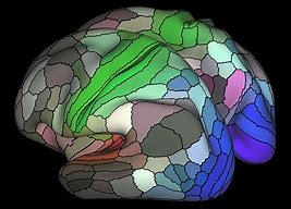 Image result for 3D Movaeable Map of Human Brain
