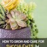Image result for Succulents in Pots