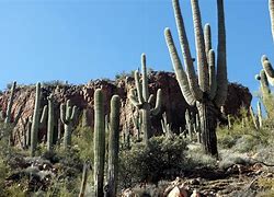 Image result for Types of Desert Cactus