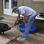 Image result for pot bellied pigs