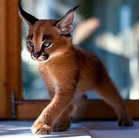 Image result for Unusual Cute Baby Animals