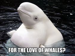 Image result for Whale Head Meme