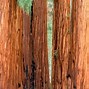 Image result for World's Biggest Tree General Sherman