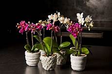 un orchidea da regalare alle piante da appartamento piante appartamento un orchidea da regalare alle piante da appartamento piante appartamento