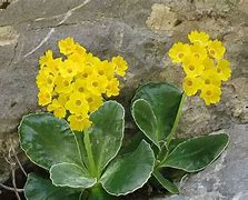 Image result for Primula auricula Mojave
