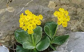 Image result for Primula auricula Quatro