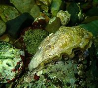 Image result for Digestion of the Pacific Oyster
