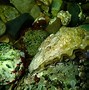 Image result for Pacific Oyster
