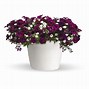 Image result for Hanging Baskets Cherry Plum