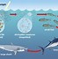 Image result for Food Chain of Fish
