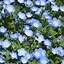 Image result for iOS Wallpaper Blue Flower