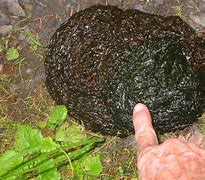 Image result for Your Poop
