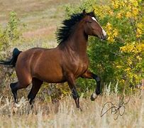 Image result for Mexican Azteca Horse
