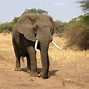 Image result for What Is the Biggest Land Animal in the World