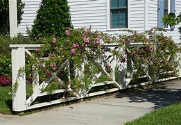 Image result for Vine-Covered Fence