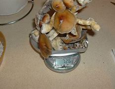 Image result for What Does a Gram of Mushrooms Look Like