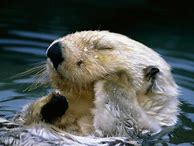 Image result for Otter Wallpaper for iPhone