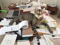 Image result for Office Cat