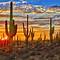 Image result for Cactus Forest Tucson