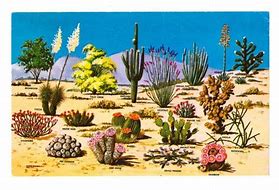 Image result for Arizona Cactus Illustration