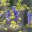 Image result for Potted Wisteria