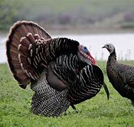 Image result for Not yet Fat Boy Turkey and Santa
