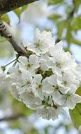 Prunus avium Hertford に対する画像結果