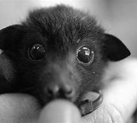 Image result for Cute Bat Pet