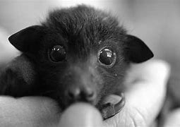 Image result for Black Flying Fox Bat Baby