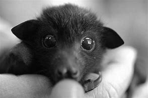 Image result for Baby Bat Animal