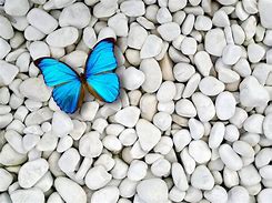 Image result for Blue Butterfly 3D Wallpaper