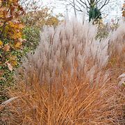 Image result for Miscanthus sinensis Silberspinne