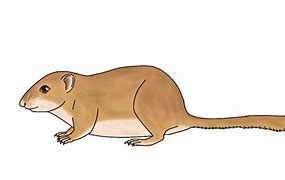 Image result for Hazel Dormouse