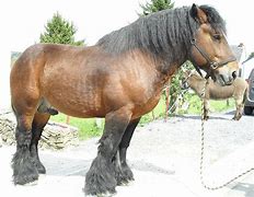Image result for Belgian Draft Horse