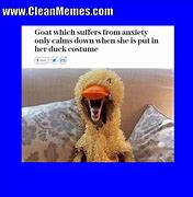 Image result for Funny Memes Ever
