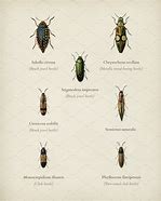 Image result for Types of Beetles