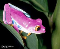 Image result for Pink Frog