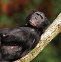Image result for Bonobo Body