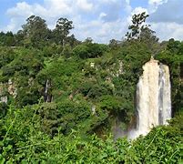 Image result for Kenya Jungle