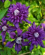 Image result for Purple Clematis Bush