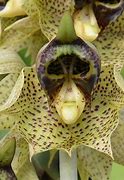 Image result for Weird Scary Flowers