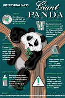 Image result for Giant Panda Facts for Kids