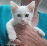 Image result for Caturday Baby Kittens