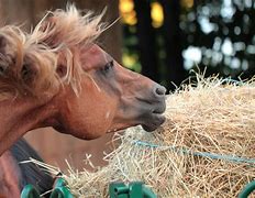 Image result for Horse Race Day