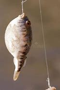 Image result for Puffer Fish Hook