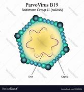 Image result for Parvovirus B19 Deca