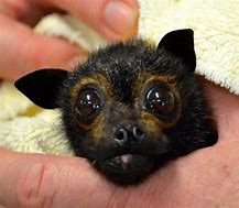 Image result for babies bats cutest