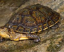 Image result for Actinemys Emydidae