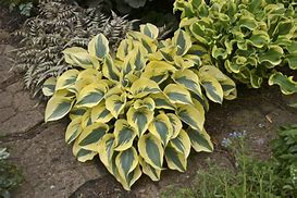 Image result for Hosta Autumn Frost
