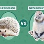 Image result for Hedgehog vs Groundhog